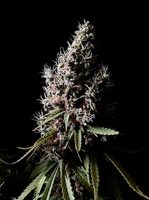 3M 🔻 Mendocino Purple Kush. Week 18