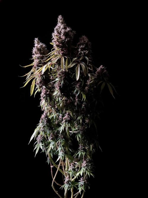 3M 🔻 Mendocino Purple Kush. Week 18