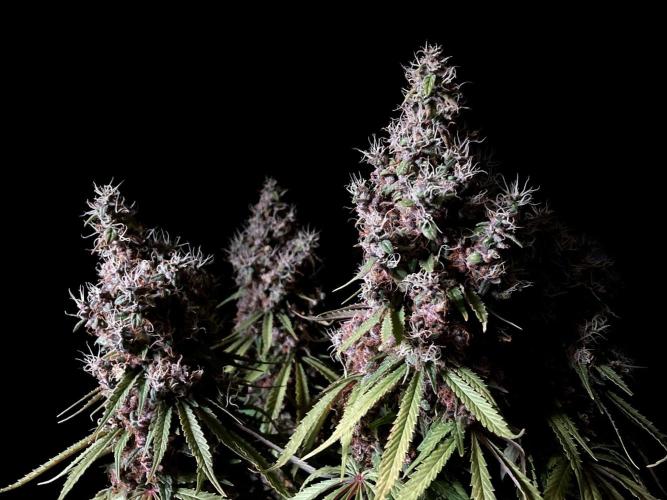 3M 🔻 Mendocino Purple Kush. Week 18