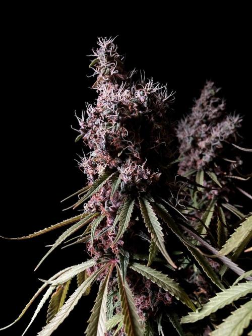 3M 🔻 Mendocino Purple Kush. Week 18