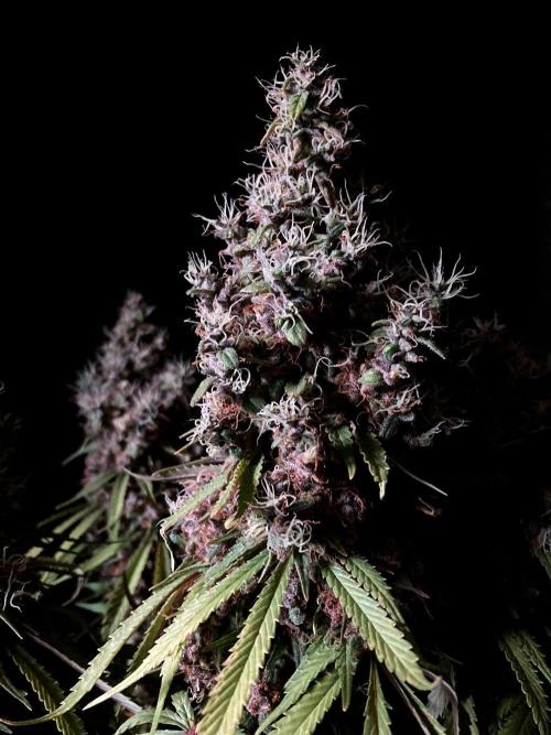 3M 🔻 Mendocino Purple Kush. Week 18