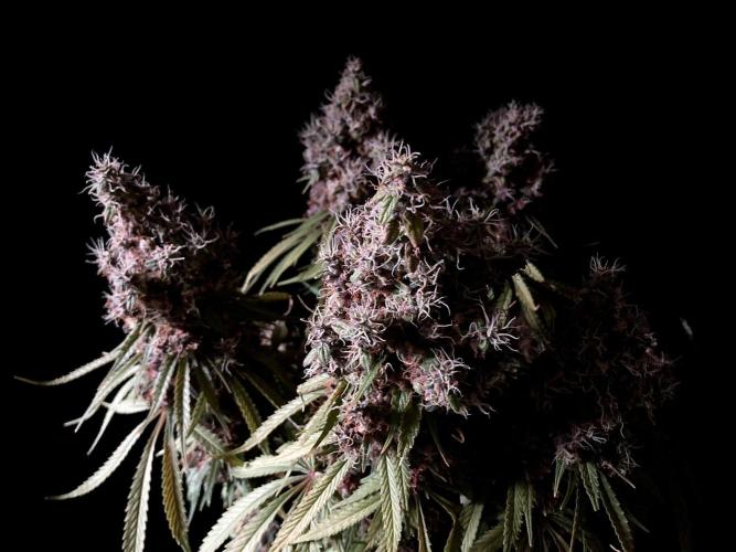 3M 🔻 Mendocino Purple Kush. Week 18