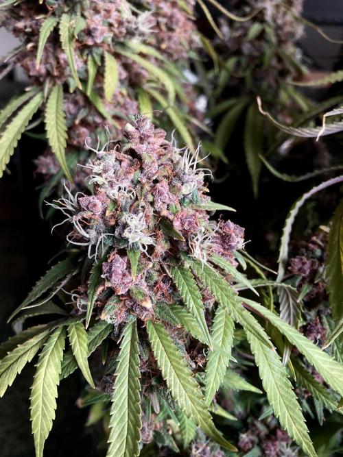 3M 🔻 Mendocino Purple Kush. Week 18