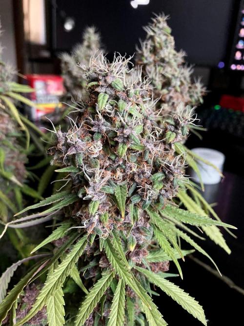 3M 🔻 Mendocino Purple Kush. Week 18