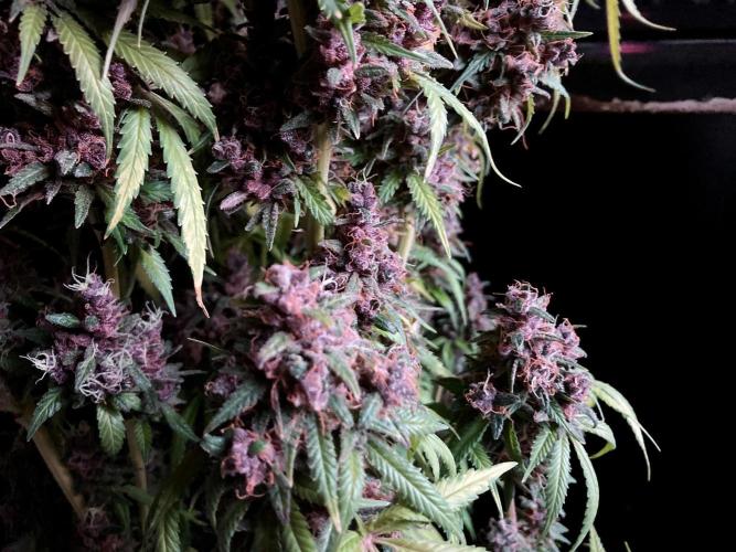 3M 🔻 Mendocino Purple Kush. Week 18