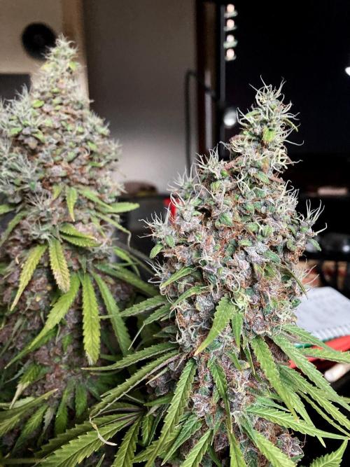 3M 🔻 Mendocino Purple Kush. Week 18