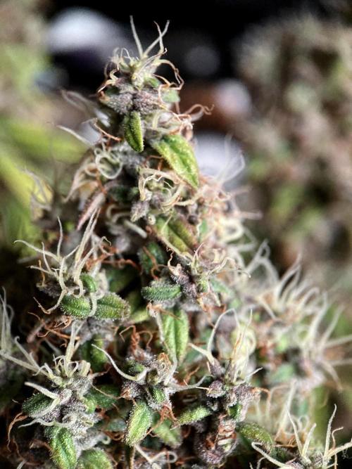 3M 🔻 Mendocino Purple Kush. Week 18