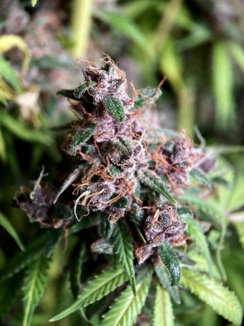 3M 🔻 Mendocino Purple Kush. Week 18