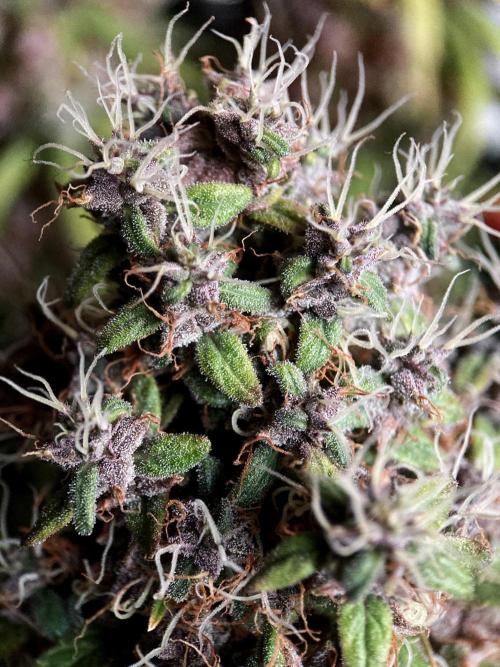3M 🔻 Mendocino Purple Kush. Week 18
