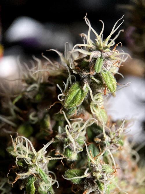 3M 🔻 Mendocino Purple Kush. Week 18