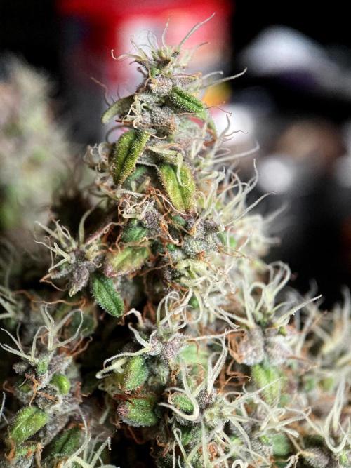 3M 🔻 Mendocino Purple Kush. Week 18