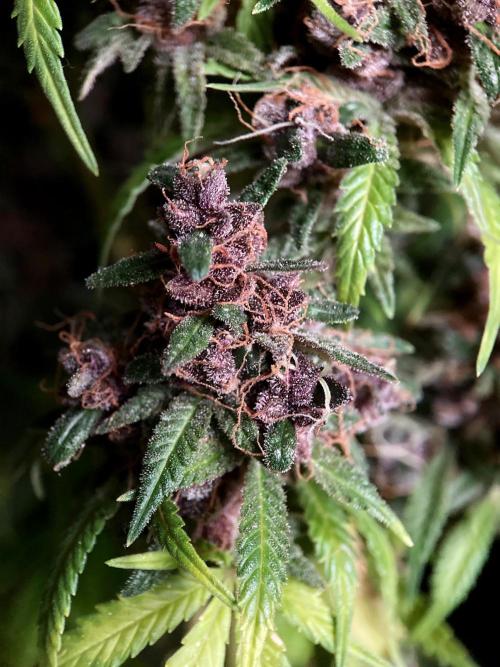 3M 🔻 Mendocino Purple Kush. Week 18