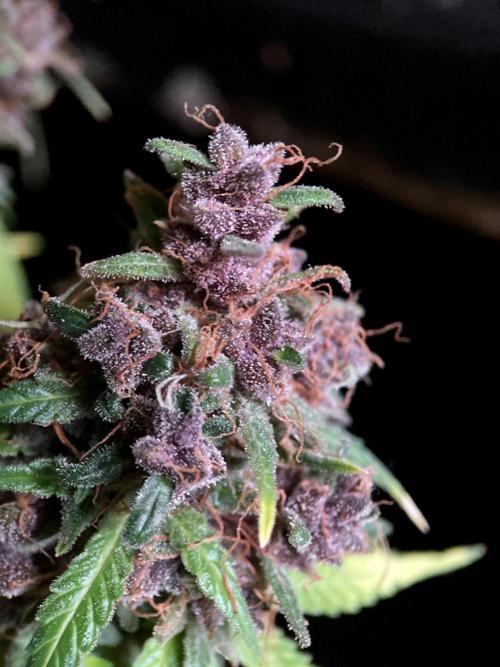 3M 🔻 Mendocino Purple Kush. Week 18