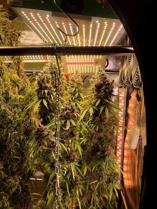 3M 🔻 Mendocino Purple Kush. Week 18