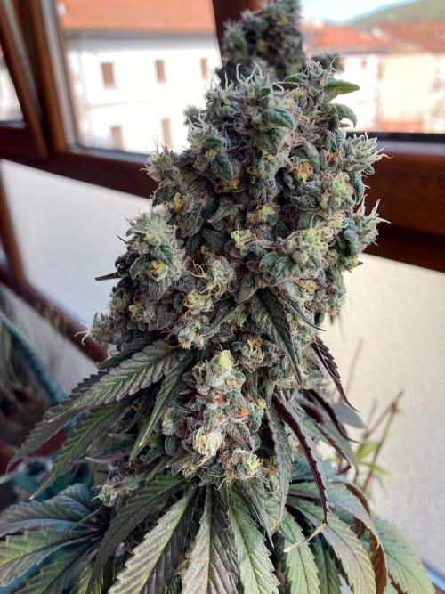 3M 🍨 Green Gelato. Week 20