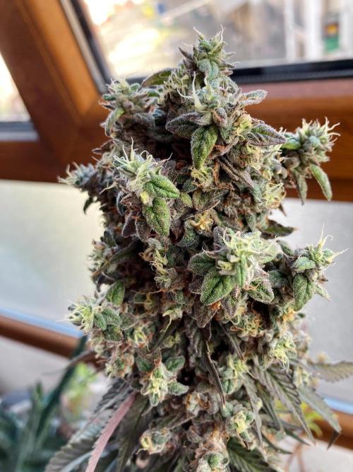 3M 🍨 Green Gelato. Week 20