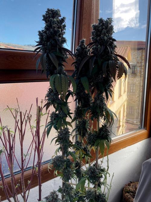 3M 🍨 Green Gelato. Week 20