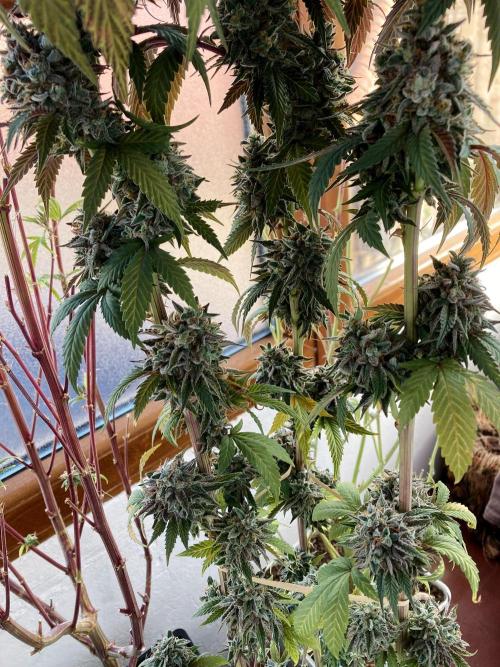 3M 🍨 Green Gelato. Week 20