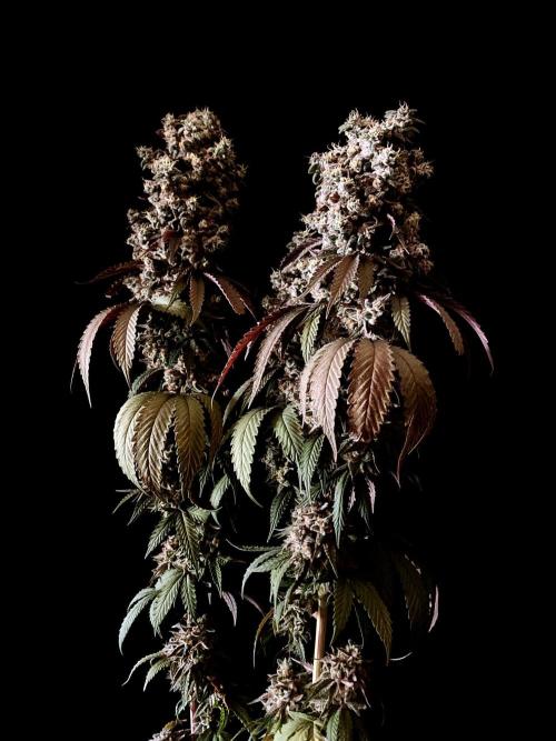 3M 🍨 Green Gelato. Week 20