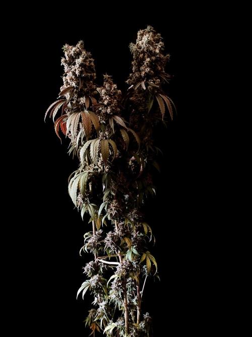 3M 🍨 Green Gelato. Week 20