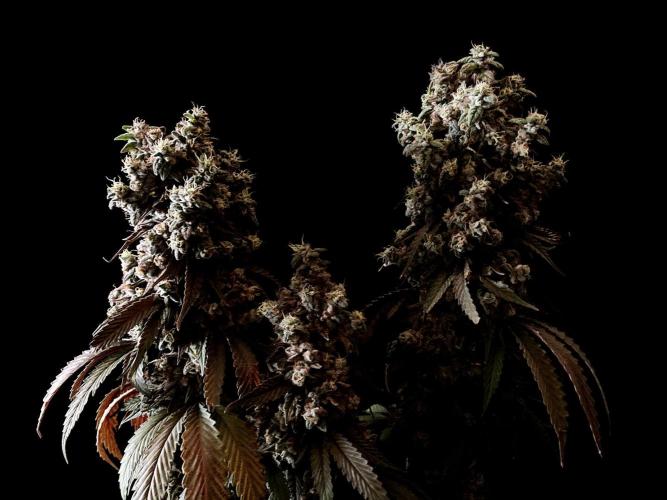 3M 🍨 Green Gelato. Week 20