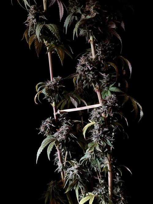 3M 🍨 Green Gelato. Week 20