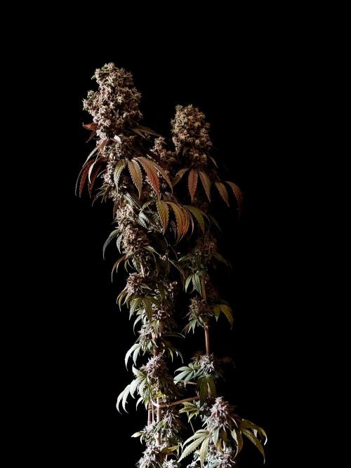 3M 🍨 Green Gelato. Week 20