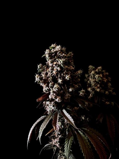 3M 🍨 Green Gelato. Week 20