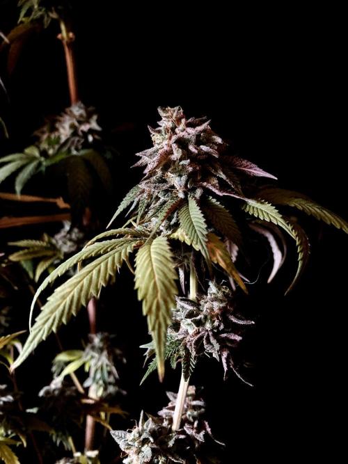 3M 🍨 Green Gelato. Week 20