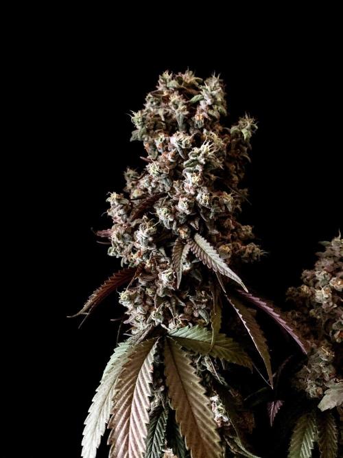 3M 🍨 Green Gelato. Week 20