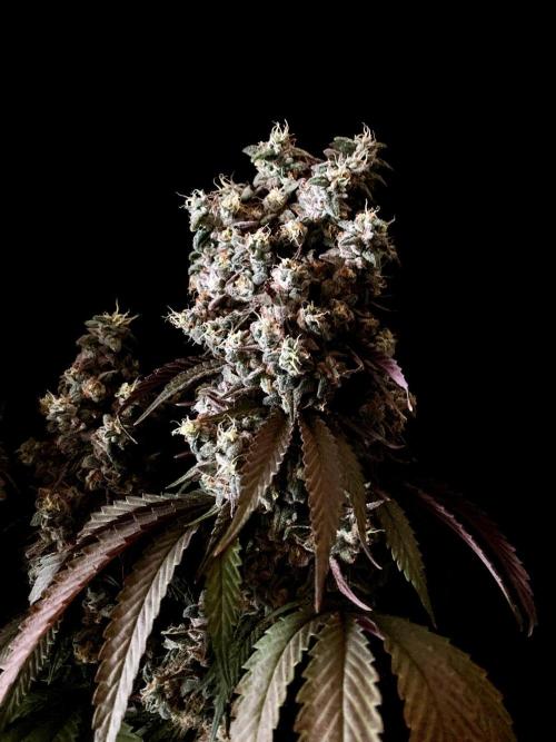 3M 🍨 Green Gelato. Week 20