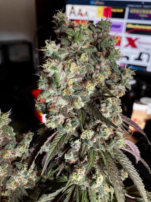 3M 🍨 Green Gelato. Week 20