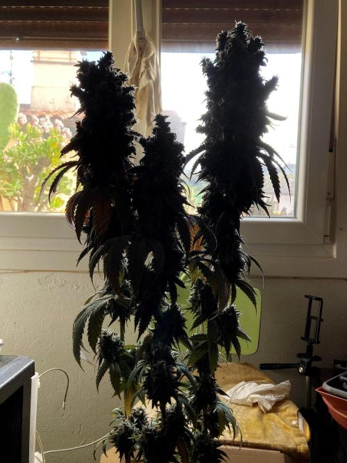 3M 🍨 Green Gelato. Week 20