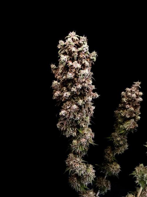 3M 🍨 Green Gelato. Week 20