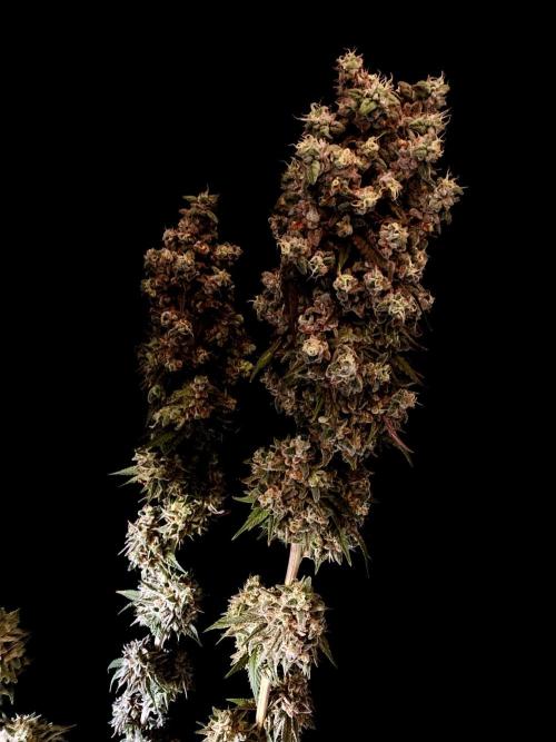 3M 🍨 Green Gelato. Week 20