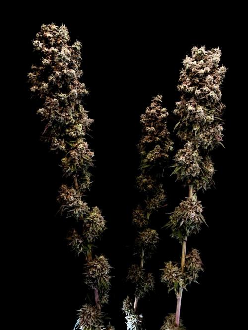 3M 🍨 Green Gelato. Week 20