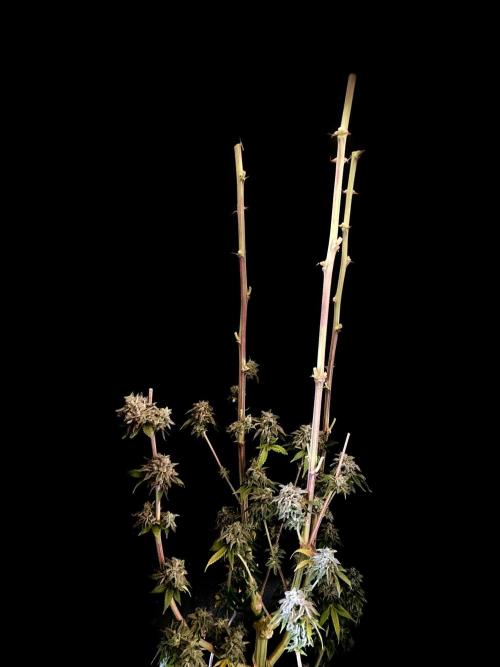 3M 🍨 Green Gelato. Week 20