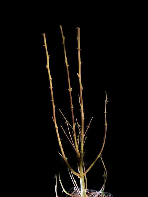 3M 🍨 Green Gelato. Week 20