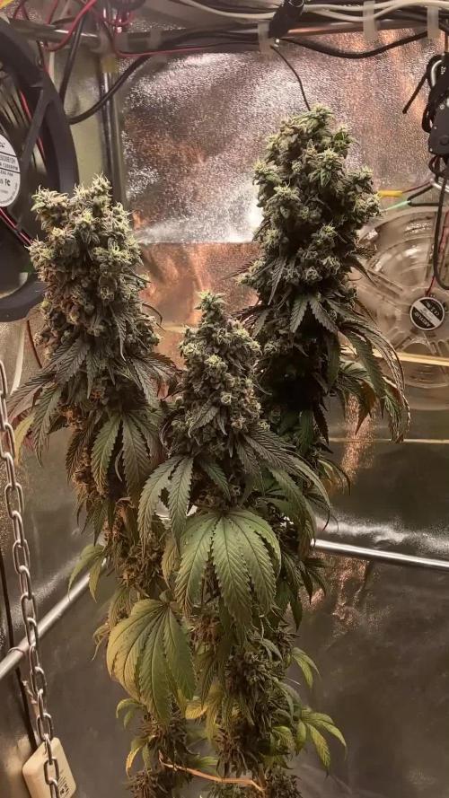 3M 🍨 Green Gelato