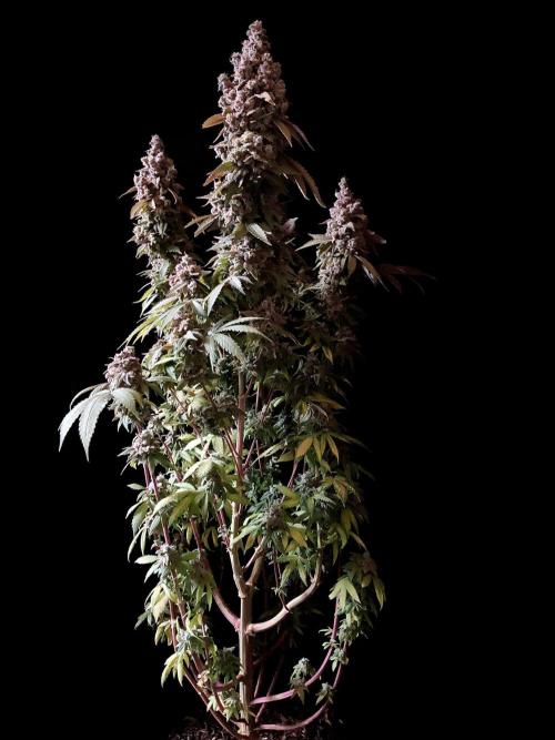 3M ⭕ Panama Red II. Week 20