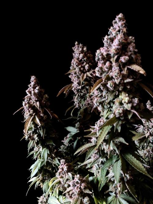 3M ⭕ Panama Red II. Week 20