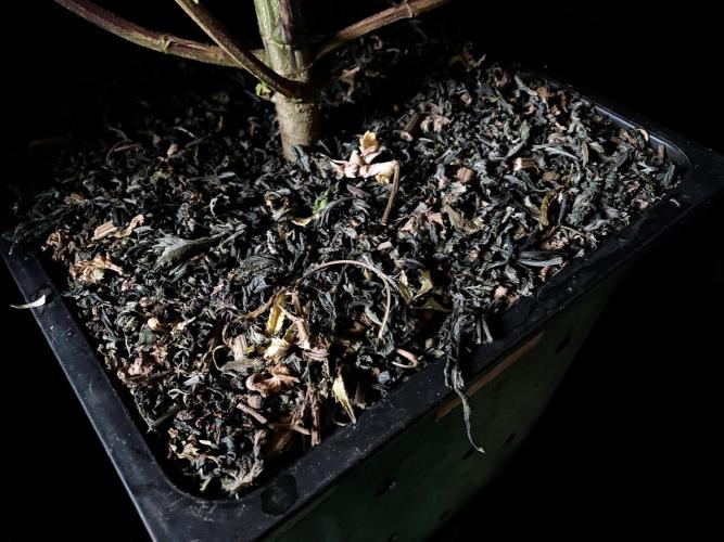 3M ⭕ Panama Red II. Week 20