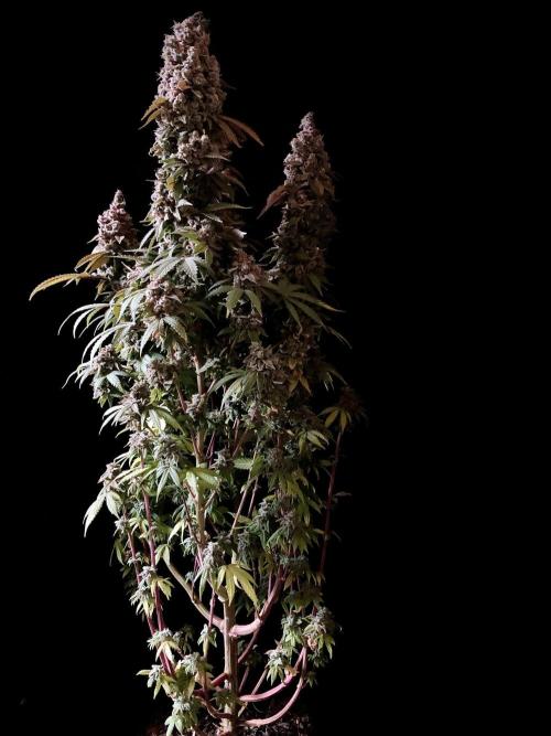 3M ⭕ Panama Red II. Week 20