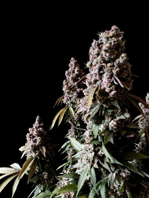 3M ⭕ Panama Red II. Week 20