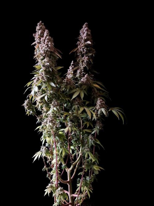 3M ⭕ Panama Red II. Week 20