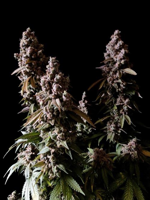 3M ⭕ Panama Red II. Week 20