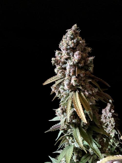 3M ⭕ Panama Red II. Week 20