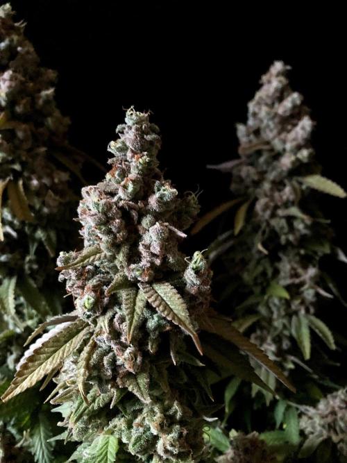 3M ⭕ Panama Red II. Week 20