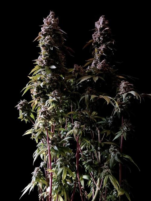 3M ⭕ Panama Red II. Week 20