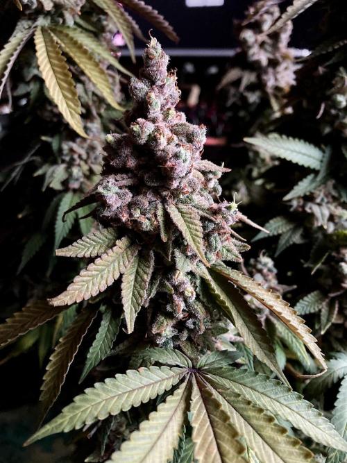 3M ⭕ Panama Red II. Week 20